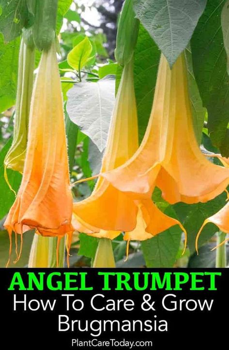 Angel Trumpet - Brugmansia, are hardy, vigorous plants, producing large, fragrant, pendent, trumpet shaped flowers 6 - 10 inches long. [LEARN MORE] Angel Trumpet Plant How To Grow, Angle Trumpet Plant, Brugmansia Plant, Trumpet Plant, Angel Trumpets, Angel Trumpet Plant, Trumpet Tree, Angels Trumpet, Angel's Trumpet