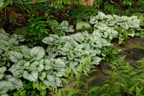 Six steps to a beautiful perennial border | Garden Making Perennial Border Plants, Perennials Low Maintenance, Brunnera Macrophylla, Long Blooming Perennials, Woodland Plants, Full Sun Perennials, Perennial Border, Perennial Shrubs, Front Landscaping