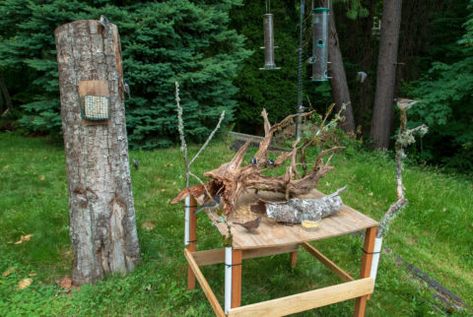 Bird Feeding Table, Backyard Birds Feeders, Sharp Shinned Hawk, Oregon Living, Song Sparrow, Black Capped Chickadee, Bird Photos, Backyard Inspo, Bird Seed