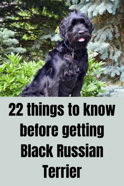 Russian Terrier Black, Black Russian Terrier Grooming, Russian Black Terrier, Black Bull Terrier, Russian Dogs, Black And Tan Terrier, Dog Tools, Russian Terrier, What To Think About