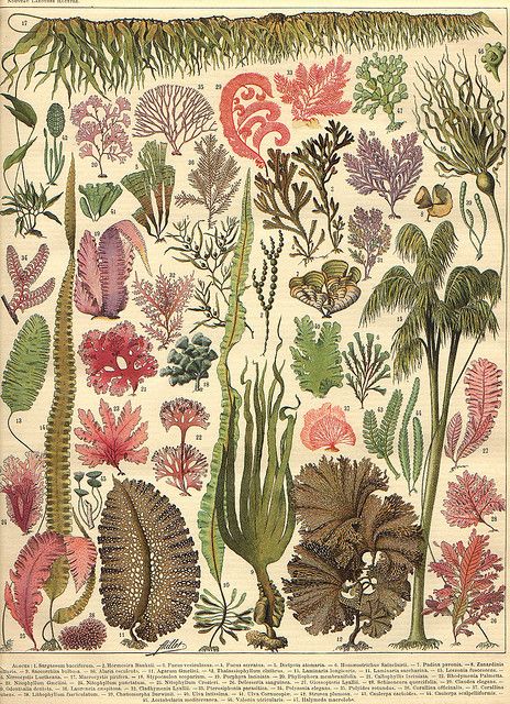 LR algen  Illustration from beginning 20 century Laroux encyclopedia Sea Plants, Illustration Botanique, Life Poster, Grafic Design, Botanical Poster, Scientific Illustration, Botanical Drawings, Poster Vintage, Vintage Botanical