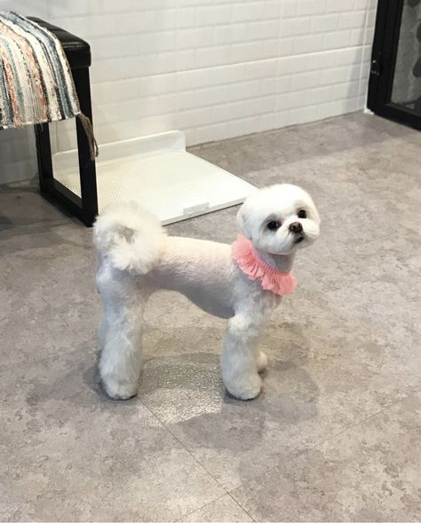 Maltese Haircut Teddy Bear, Maltese Hairstyles, Grooming Maltese, Maltese Haircuts, Puppies Shih Tzu, Maltese Dogs Haircuts, Dogs Tattoo Ideas, Maltese Haircut, Pomeranian Teacup