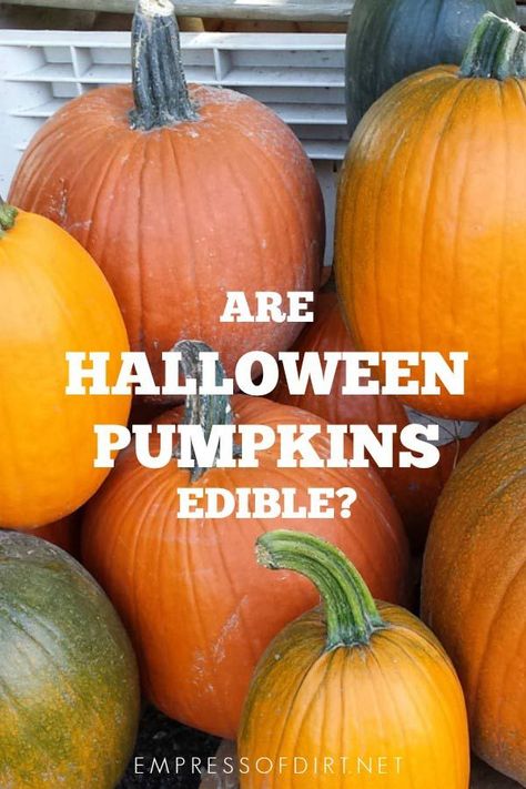 Are Halloween pumpkins edible? And what can I do with it after October 31? Compost is a good option. #gardening #pumpkin Farming Tips, Cold Climate Gardening, Leaves On The Ground, Giant Vegetable, Sweet Dumplings, Large Pumpkins, Growing Pumpkins, Garden Idea, Pregnancy Food