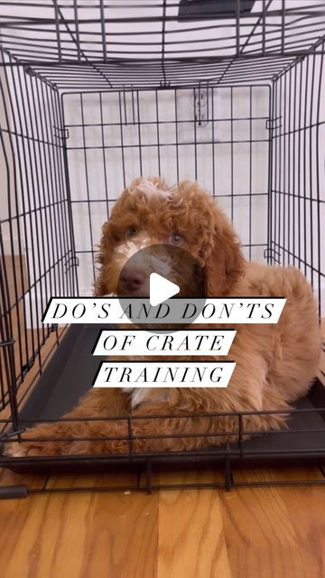 Lexi OHaver | K9 Summit Training on Instagram: "The crate plays an essential role when training a puppy! Here are 4 do’s and don’ts of crate training: 

1. DON’T put a potty pad in your pups crate “incase they need to go.” Teach them to go potty outside. 

DO teach them the crate is a clean space where they eat and sleep to prevent potty accidents. Feed your pup all of their meals in the crate to help build this association. 

2. DON’T talk to or let your pup out of the crate when they are barking & whining. They WILL learn this gets them what they want…and they will use it to their advantage. 

DO wait until they are showing you they can be calm and relaxed before releasing them. The crate is a quiet, calm & safe space for them. Not somewhere to throw a fit! 

3. DON’T ignore the fact tha Crate For Puppy, Crate Games For Puppies, Puppy Storage Ideas, Crate Training Older Dog, How To Crate Train A Puppy, Puppy Crate Ideas, Puppy Crate Setup, Puppy Set Up Ideas, Kennel Training A Puppy