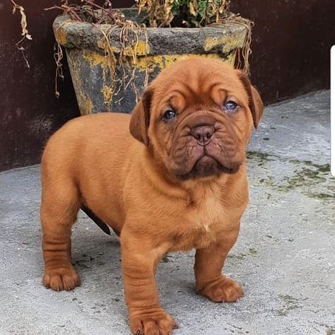 French Mastiff Puppies, French Mastiff Dog, Wallpaper Dog Aesthetic, Mastiff Dog Breeds, Lovers Tattoo, Aesthetic Dogs, Bordeaux Dog, Dogs Aesthetic, English Dogs