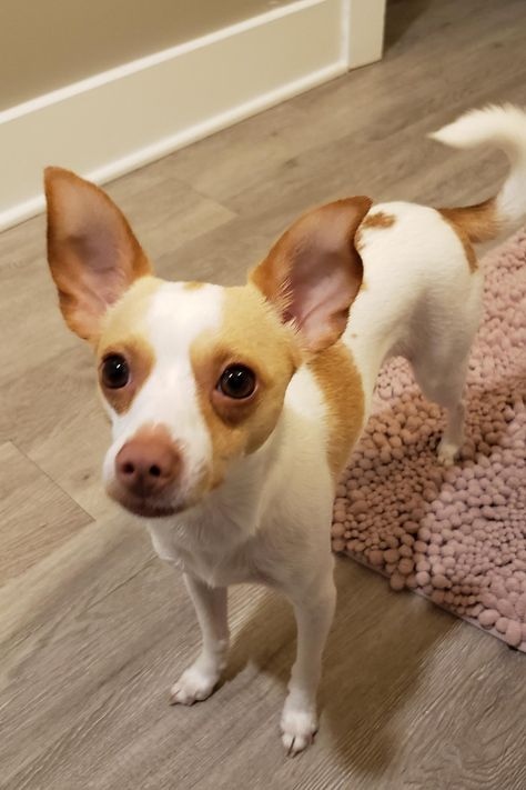 Toy Fox Terrier Chihuahua mix-Taco Terrier, A Complete Guide Taco Terrier, Chihuahua Terrier Mix, Chihuahua Terrier, Very Small Dogs, All Breeds Of Dogs, Toy Fox Terriers, Scotland Uk, Chihuahua Mix, New Dog