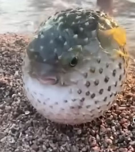 Puffer Fish Smiling Pufferfish, Silly Pufferfish, Cute Puffer Fish, Pet Puffer Fish, Puffer Fish Photography, Chinese Alphabet, Water People, Puffer Fish, Pretty And Cute