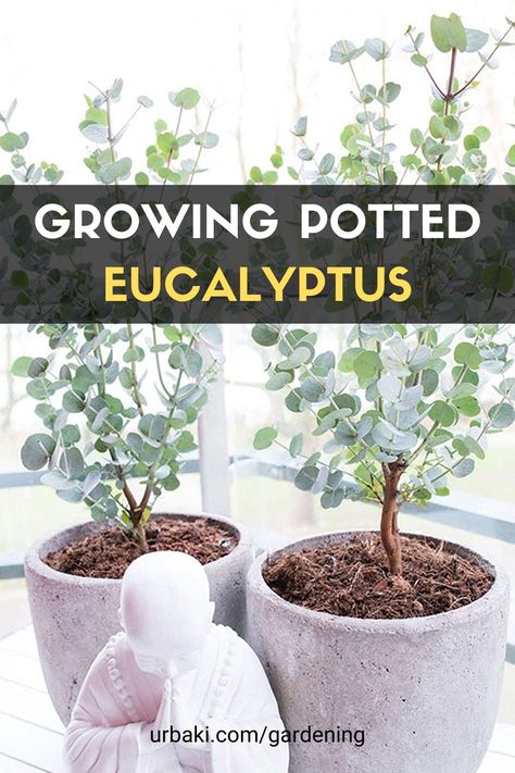 Growing Potted Eucalyptus Eucalyptus Lemon Bush, Eucalyptus Garden Plants, Eucalyptus Plant Care Indoors, Eucalyptus Tree In Pot, How To Take Care Of Eucalyptus Plant, Eucalyptus Care Plant, Caring For Eucalyptus Plant Indoors, Eucalyptus Potted Plant, How To Care For Eucalyptus Plant