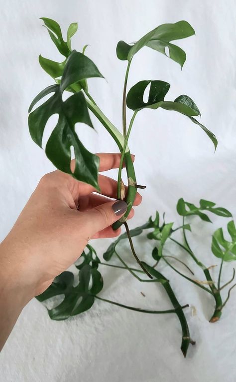 Monstera Minima, N’joy Pothos, Mini Monstera, Rhaphidophora Tetrasperma, Plant Hacks, Starter Plants, Plant Cuttings, Live Plants, Leaf Pattern