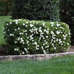 August Beauty Gardenia, Gardenia Trees, Gardenia Shrub, Growing Gardenias, Gardenia Bush, Gardenia Plant, Southern Garden, Fast Growing Trees, Blooming Plants