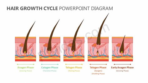 Hair Growth Cycle PowerPoint Diagram Check more at https://pslides.com/templates/hair-growth-cycle-powerpoint-diagram/ Hair Growth Cycle Diagram, Lash Cycle Hair Growth, Hair Diagram, Eyelash Growth Cycle, Powerpoint Timeline, Eyelashes How To Apply, Balanced Scorecard, Lash Tips, Lash Tricks