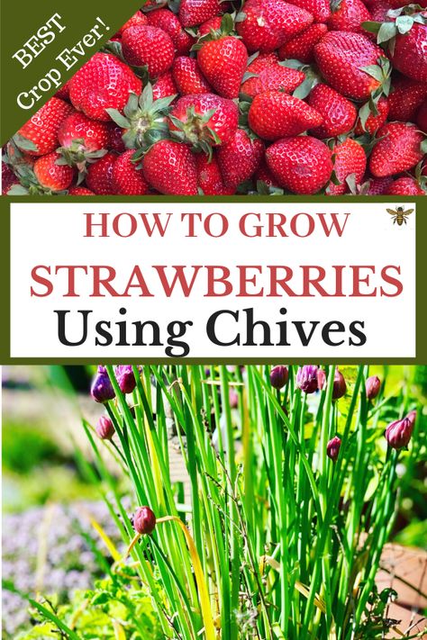 Strawberry Patch Ideas Raised Beds, Strawberry Companion Planting, Strawberry Patch Aesthetic, Berry Patch Layout, Strawberry Patch Ideas, Strawberries Plant, Strawberry Garden Ideas, Strawberry Gardening, Edible Perennials