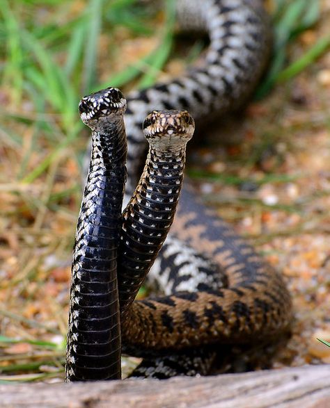 "Adder Dance" in the sun Adder Snake, Snake Pictures, Snake Bite Piercing, Tattoo Wallpaper, Sway Back, Snake Venom, Cute Snake, Snake Art, Beautiful Snakes