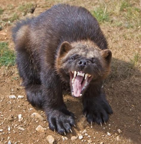 Wolverine Animal, Badass Pictures, Animal Photography Wildlife, Angry Animals, North American Animals, Honey Badger, Racoon, Animal Wallpaper, Animal Tattoos