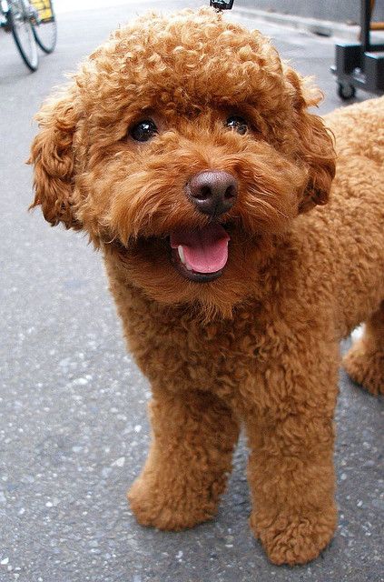 Miniature Red Poodles for Sale | AKC Poodles | Toy Apricot Poodles Teddy Bear Poodle, Poodle Haircut Styles, Poodle Haircut, Poodle Cuts, Red Poodles, Puppy Cut, Tea Cup Poodle, Poodle Grooming, Mini Poodles