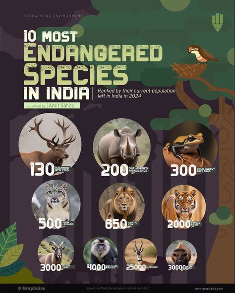 10 Most Endangered Species in India, ranked by their current population left in India in 2024 Wildlife Infographic, Endangered Species Project, Project Tiger, Save Wildlife, Explainer Video, Endangered Species, The Tiger, Visual Content, Tigers