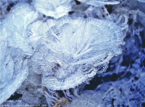 Ice flower.  Photo credit:  Liana. Mondstadt Characters, Iced Flowers, Frozen Flowers, Ice Flowers, Ice Aesthetic, Fest Ideas, Ice Flower, Flower Ice, Ice Crystals