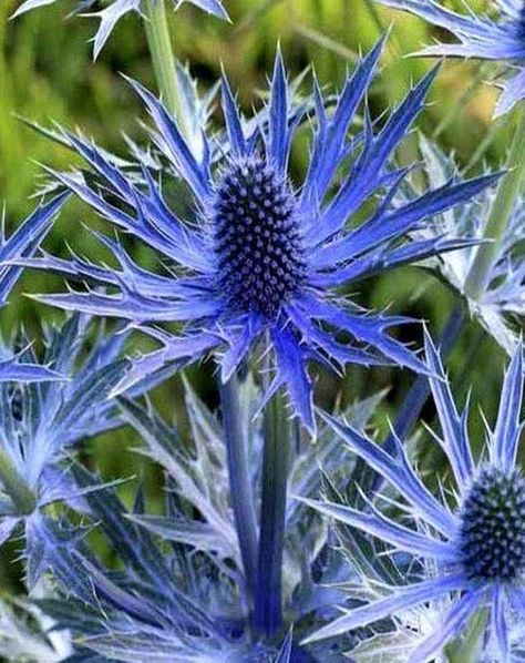 Wedding Flowers Navy Blue, Thistle Plant, Holly Plant, Navy Wedding Flowers, Flower Identification, Sea Holly, Cottage Garden Plants, British Flowers, Wallpaper Flower