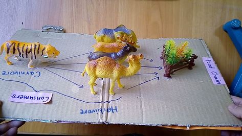 Food chain model Food Chains Anchor Chart, Food Chain Project, Animal Food Chain, Science Food Chains, Food Chain Activities, Trophic Level, Model Food, Animal Research, Science Models