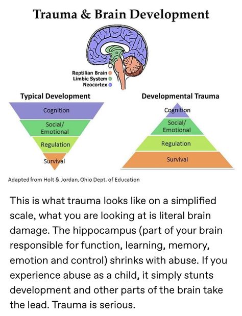 Neurosequential Model Of Therapeutics, Brain Anatomy And Function, Psychology Notes, Psychology Studies, Brain Facts, Brain Anatomy, Mental Health Facts, Mental Health Therapy, Psychology Student