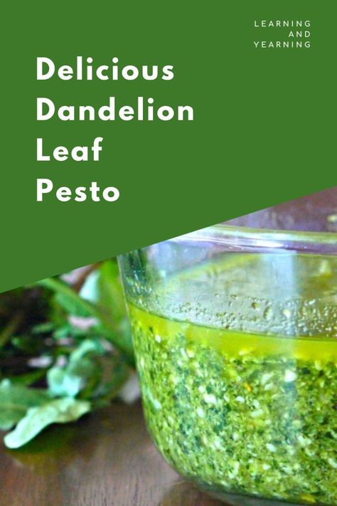 This delicious, dandelion leaf pesto is an amazing spring treat, straight from your own backyard! #foraging #homesteading #urbanhomesteading #pesto #dandelion #realfood #natural #healthy Dandelion Pesto, Preparedness Ideas, Medicinal Weeds, Dandelion Leaf, Roasted Dandelion Root, Dandelion Benefits, Dandelion Greens, Foraging Recipes, Dandelion Leaves