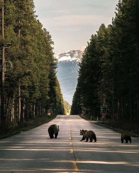 Tour Canada 🇨🇦 posted on Instagram: “Grizzly bear family in Banff national Park 🐻🇨🇦 photo by @ryan.purdy #tourcanada” • See all of @tourcanada's photos and videos on their profile. Banff National Park Canada, Conservation Biology, Banff Canada, Banff Alberta, Canada Road Trip, National Park Photos, Bear Mountain, Sea To Shining Sea, Bear Family