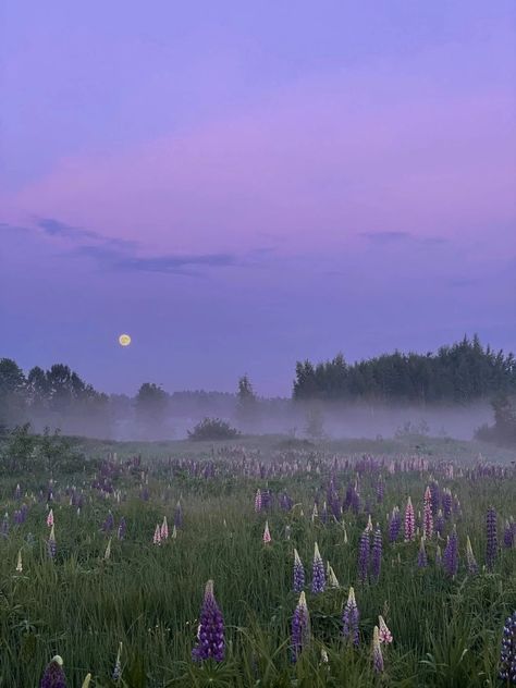 Lavender Field Photography, Lavender Field At Night, Lavender Farm Aesthetic, Lavender Field Aesthetic, Lilac Field, Lilac Aesthetic, Purple Landscape, Calming Images, Zestaw Ikon