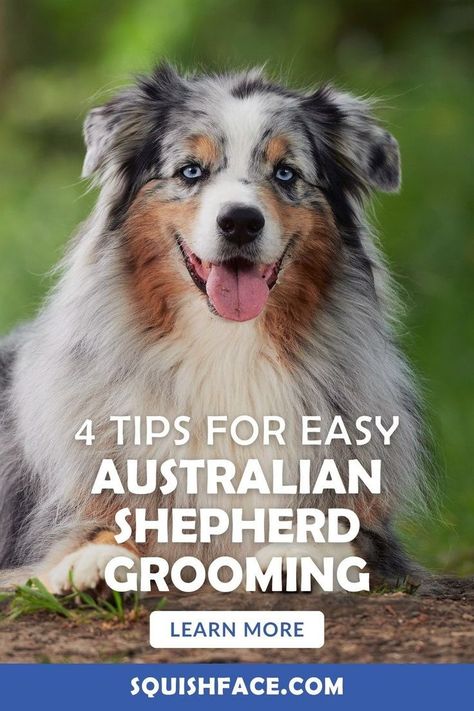 Grooming an Australian Shepherd routinely doesn't have to be difficult but it's definitely necessary. We have 4 routine tasks for grooming an Australian Shepherd along with fantastic dog supplies and dog care tips to make your dog grooming easier. Learn how to clean dog ears safely, tips for brushing dogs teeth, an easy way to keep them fresh between bathtub visits and more. Read now at Squishface for these and other Australian Shepherd care tips! | dog supplies Australian Shepherd Grooming, Grooming Australian Shepherd, Dog Grooming At Home, Itchy Dog Skin, Dog Paw Care, English Bulldog Care, Brushing Dogs Teeth, Cleaning Dogs Ears, Dog Hot Spots