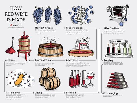 How is red wine made? Follow along and see how red wine is made in a step-by-step illustrated guide from grapes to glass. Wine Infographic, Best Sangria Recipe, White Wine Sangria Recipe, Types Of Red Wine, Red Wine Sangria, White Wine Sangria, Wine Making Process, Wine Variety, Wine Folly