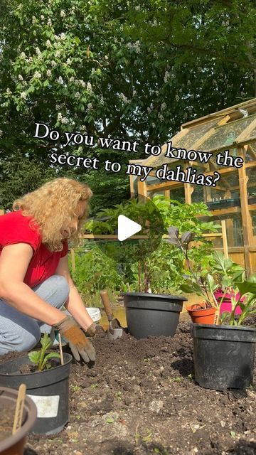 Sophie van Gerwen on Instagram: "How to grow dahlias in your garden successfully.

I have been planting out my dahlias this weekend and I thought I’d share the process.

1. I pot up the tubers in early April and grow them in pots in the greenhouse to get them started. I pinch out the growing tips of any that don’t throw up more than 3 stems. 
2. I prepare their raised bed by adding my own compost in the Autumn.
3. I apply nematodes to this bed before planting them here. Nematodes help to stop them being eaten by slugs and snails.
4. I add bonemeal to the planting hole. I find dahlias enjoy the added phosphorus. 
5. This raised bed is in a sunny spot that gets around 7 hours of sunshine a day. 
6. Once planted, I add a copper ring which helps deter slugs and snails.
7. Each dahlia gets its Growing Dahlias In Pots, How To Grow Dahlias, Grow Dahlias, Growing Dahlias, Dahlias Garden, Growing Tips, The Greenhouse, 7 Hours, Copper Ring