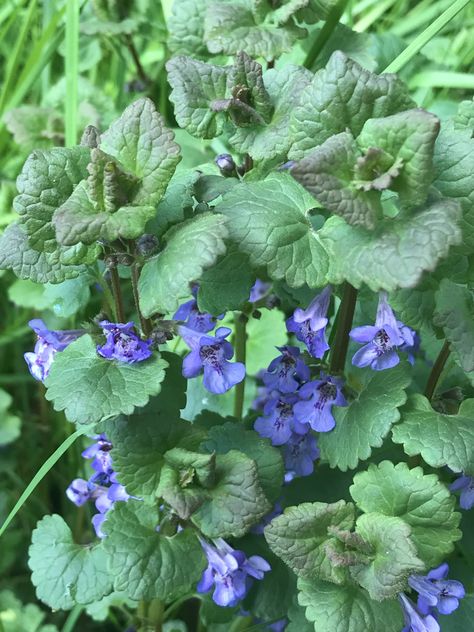 I don’t know what this plant is, but it’s growing behind the barn. It’s about 8” tall and very virbrant color. Glechoma Hederacea, Creeping Charlie, Ground Ivy, Garden Plans, Nature Tattoos, Farm Gardens, The Barn, I Don T Know, Creepers