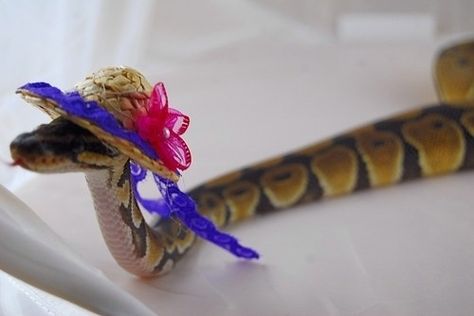 11 Snakes That Look Totally Adorable In Their Halloween Costumes. Eeeee! I want to get hats! Snakes With Hats, Cute Reptiles, Cute Snake, Pet Snake, Fresh Memes, Memes Xd, A Snake, Humor Funny, Pet Costumes