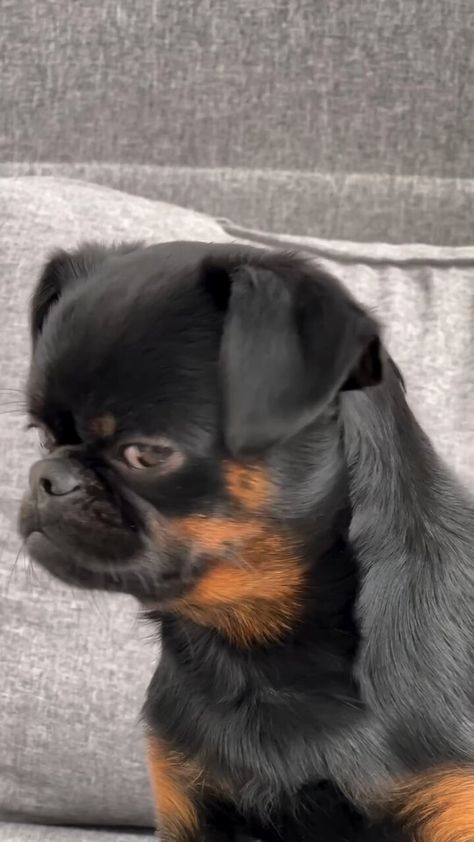 out of context dogs (@contextdogs) on X Petit Brabancon, Griffon Dog, My Pet Dog, Dog Thoughts, Grumpy Face, Brussels Griffon, Out Of Context, Dog Eyes, Puppy Eyes