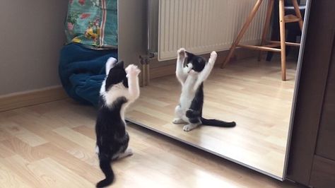 Dance: The cat performs some dance moves in front of the mirror but can't seem to figure out it's his own reflection Cat Obsession, Cat Products, Mirror Mirror On The Wall, Mirror On The Wall, Great Cat, Little Kittens, Sweet Animals, Cute Creatures, Mirror Mirror