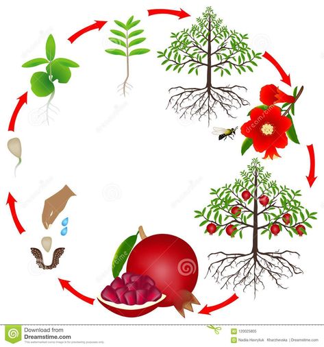 Life cycle of a pomegranate tree on a white background. Lychee Tree, Cherry Plant, Pomegranate Tree, Plant Activities, Apple Roses, Montessori Materials, Tree Illustration, Life Cycle, All About Plants