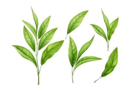 Tea Leaves Tattoo, Tea Leaves Illustration, Leaf Vector Illustration, Tee Illustration, Green Tea Plant, Green Tea Leaves, Leaf Vector, Tea Illustration, Beverage Poster