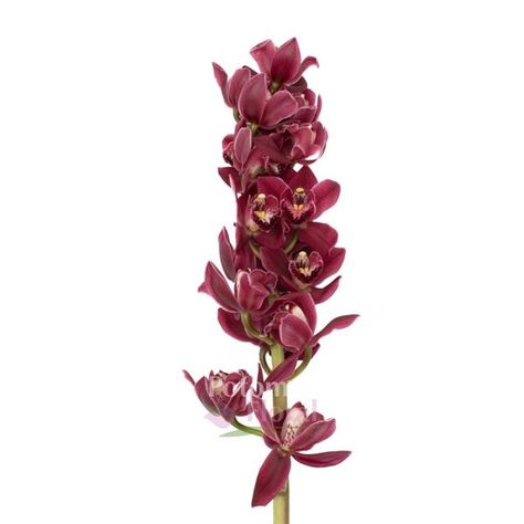 Mini Cymbidium Orchid Red Burgundy - Potomac Floral Wholesale Cymbidium Orchid, Water Tube, Wedding Menu Template, Cymbidium Orchids, Wedding Flower Arrangements, Red Burgundy, Silver Spring, Menu Template, Elegant Decor