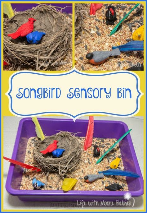 Montessori Spring, Sensory Play For Babies, March Preschool, Sensory Tables, Winter Hibernation, Birds Theme, Simple Backyard, Classroom Science, Sensory Bags