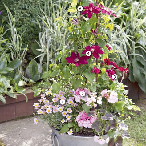 3 show-stopping summer pot displays for instant colour in your garden — BBC Gardeners' World Magazine Pretty Pink Flowers, Pretty Pink, Container Gardening, Pretty In Pink, Bbc, Flower Garden, Pink Flowers, Magazine, Plants