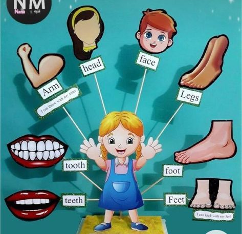 Body Parts Chart For Kids, Body Parts Project For Kids, Body Parts Theme, Tlm Ideas, Easy Kids Art Projects, Human Body Science Projects, Body Parts For Kids, Soft Board, Body Parts Preschool