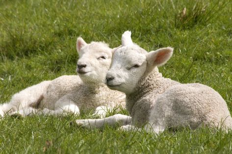 Lamb Lying Down, Animal References, Christmas Paintings, Photo Reference, On The Ground, Agriculture, Sheep, Photo Image, Stock Images