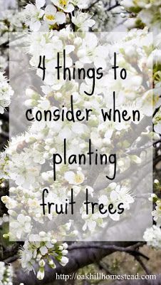 Homestead Orchard, Container Trees, Party Garden Decoration, Orchard Ideas, Fruit Trees Backyard, Planting Fruit, Planting Fruit Trees, Orchard Design, Fruit Tree Garden