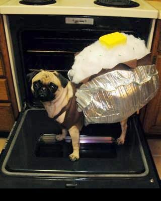 Baked Potato Dog Costume. the pug looks proud. I think it gets dressed up all the time. Potato Costume, The Bloodhound Gang, Pet Halloween Costumes, A Pug, Dog Halloween Costumes, Cute Pugs, Dog Costumes, Dog Costume, Halloween Animals