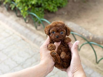 Micro Puppies, Micro Teacup Poodle, Bobbed Haircuts, Micro Poodle, Teacup Poodles For Sale, Tiny Toy Poodle, Teacup Poodle Puppies, Micro Teacup Puppies, Teacup Poodle