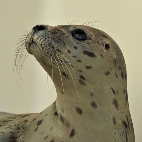 Harp Seal, Harbor Seal, Cute Seals, Baby Seal, Visit Florida, Sea Monsters, Sea Lion, Oregon Coast, Art Block