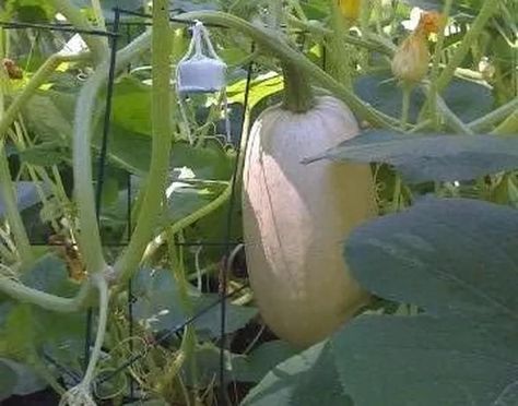 How to Grow Spaghetti Squash on a Trellis | Hunker Spaghetti Squash Seeds Roasted, Spaghetti Squash Seeds, Squash Trellis, Winter Squash Varieties, Vegetable Spaghetti, Squash Plant, Squash Varieties, Planting Pumpkins, Squash Seeds