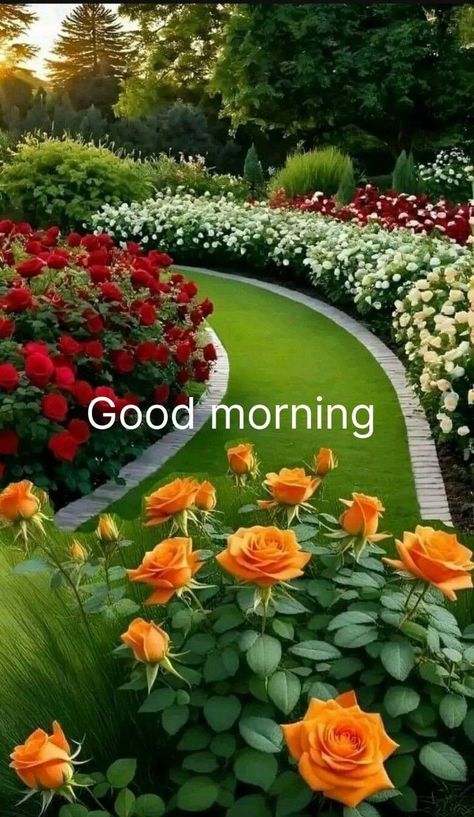 4 Roses, Good Morning Animals, Good Morning Animated Images, Good Morning Message, Happy Good Morning Images, Good Morning Wishes Gif, Ramadan Wishes, Good Morning Happy Saturday, Good Evening Greetings