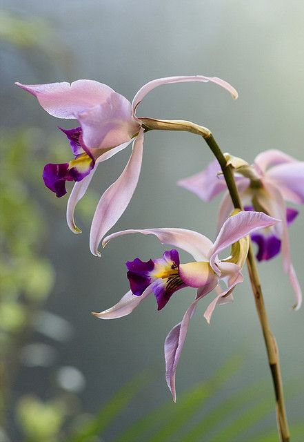 Orchid/Laelia anceps Lindl. | by nobuflickr Garden Flower Beds, Exotic Orchids, Orchids Garden, Blue Orchids, Unusual Plants, Unusual Flowers, Orchid Plants, Beautiful Orchids, Unique Flowers