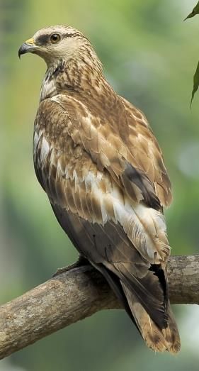 ハチクマ/Crested Honey Buzzard/NT(2012RDB) Crested Guineafowl, Rough Legged Buzzard, Crested Birds, Honey Buzzard, Great Crested Flycatcher, Side Character, Free Soul, Buzzard, Birds Of Prey