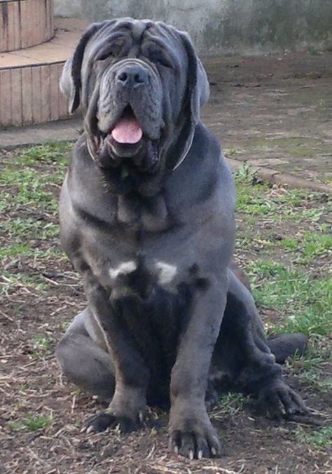 Mastiff Dogs Neopolitan, Dog Pics Cute, Chien Cane Corso, Neo Mastiff, Big Dogs Breeds, Biggest Dog In The World, Funny Dog Signs, Neapolitan Mastiff, Funny Dog Jokes